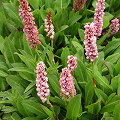 Polygonum multiflorum